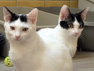 Pinsel & Primel