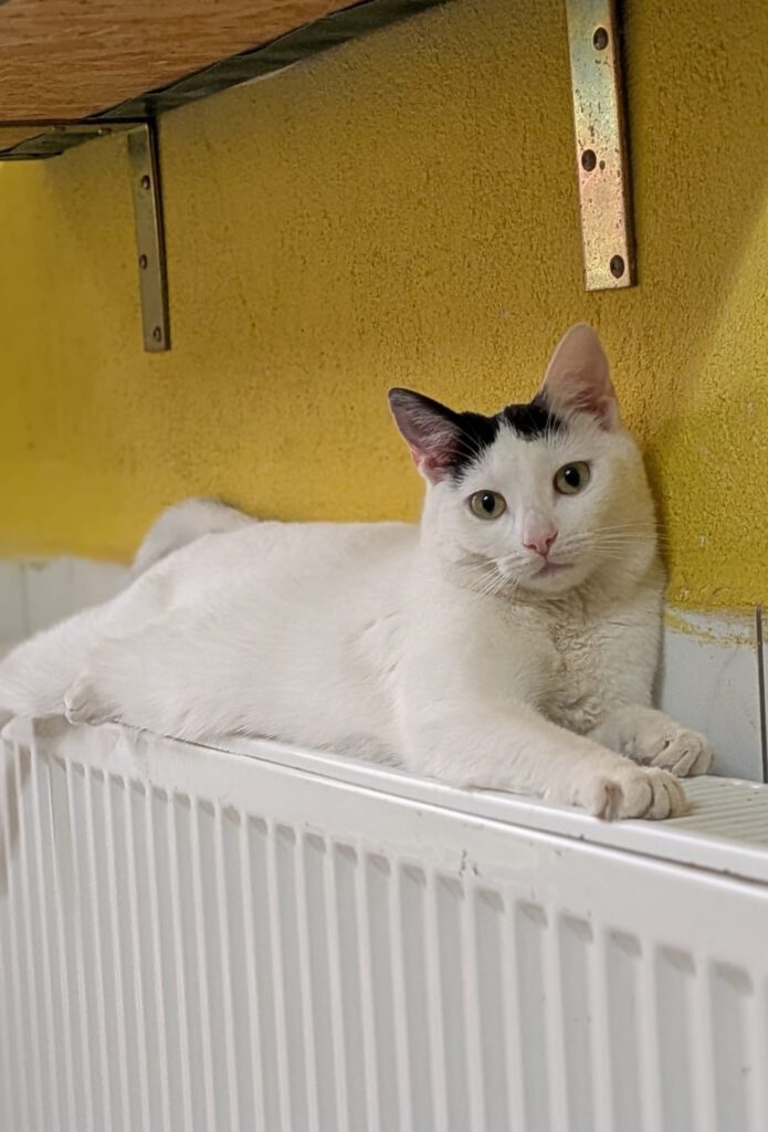 Primel - auf PROBE vermittelt