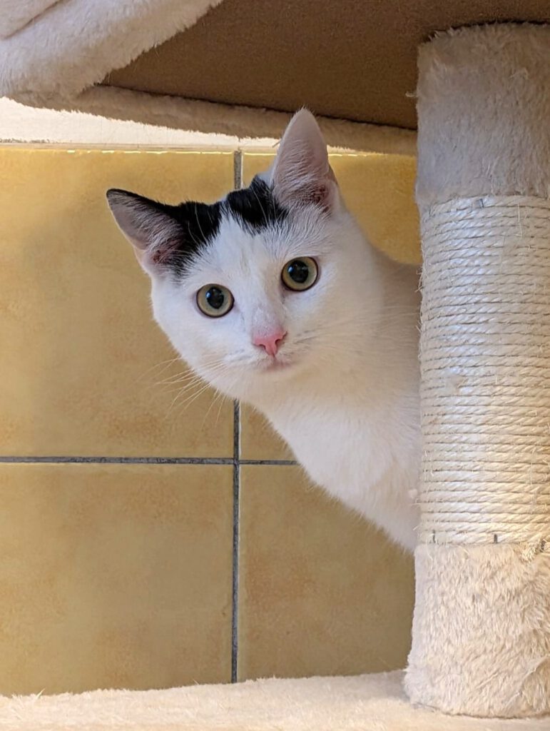 Primel - auf PROBE vermittelt