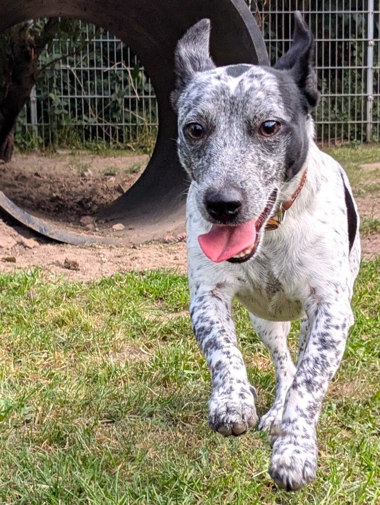 Alle unsere Hunde - Übersicht