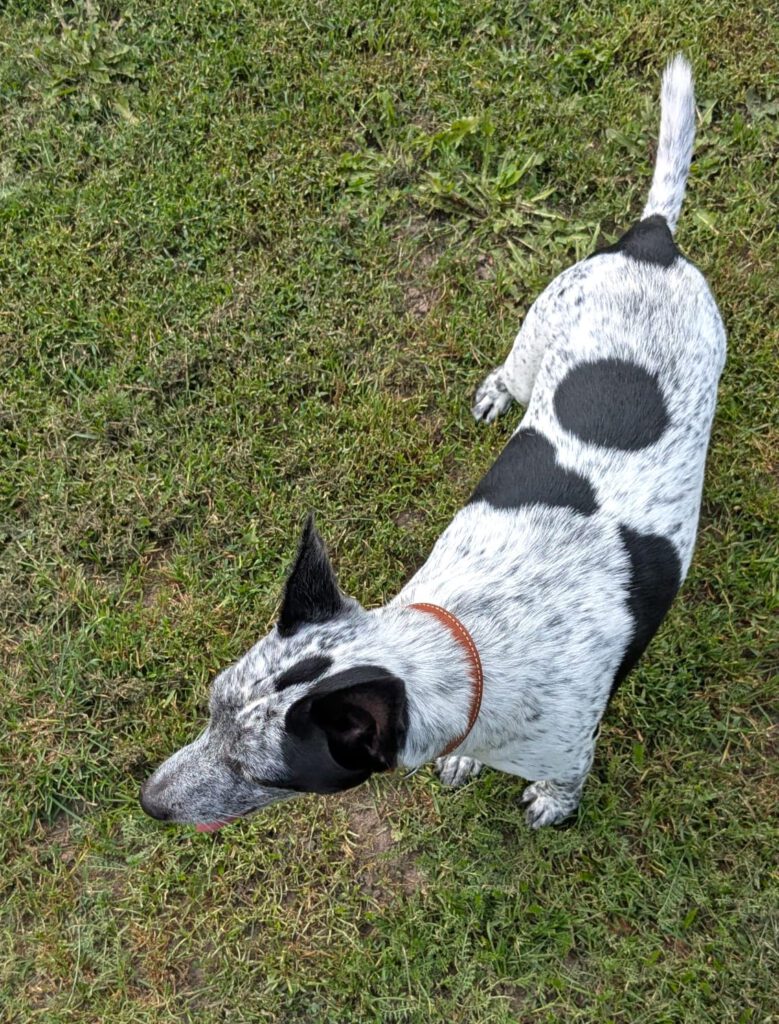 Sparky