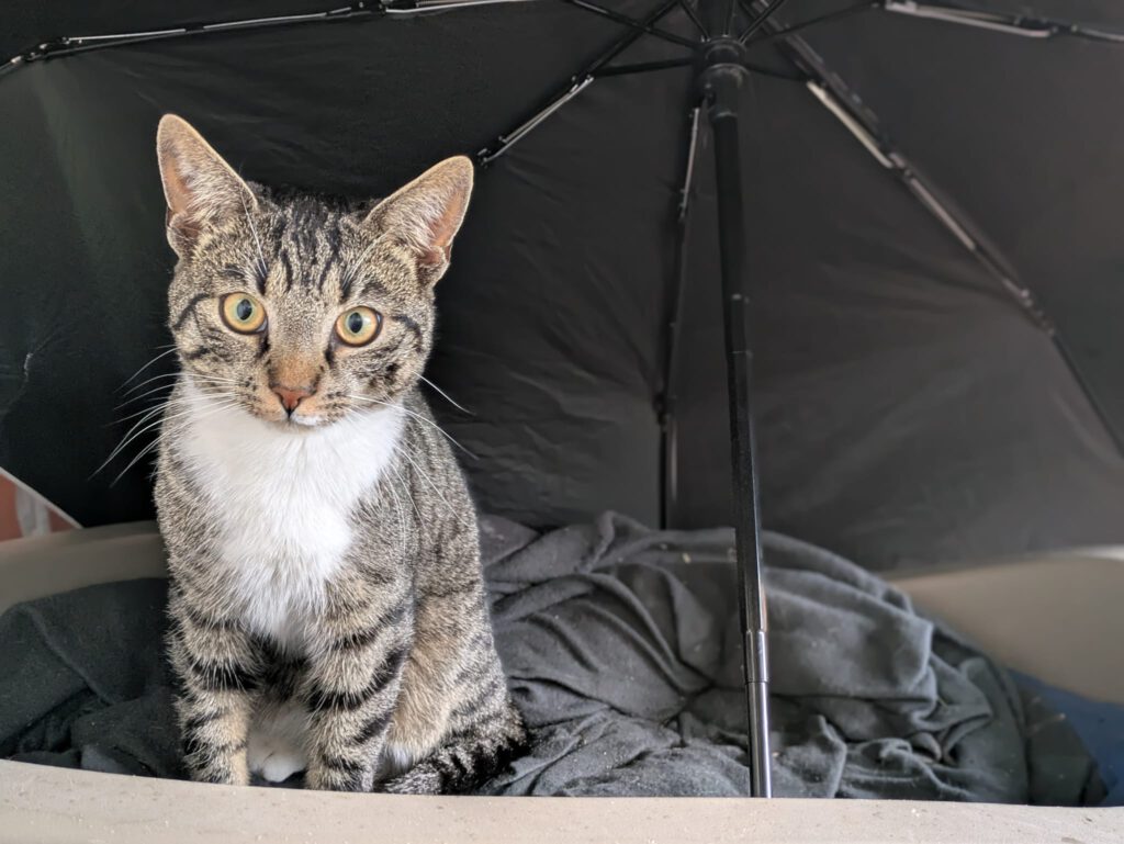 1 Kater 17094 Pragsdorf vermisst!