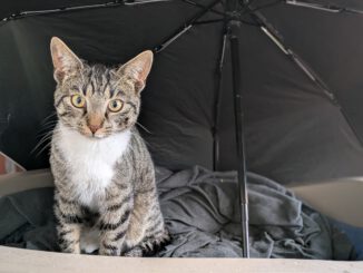 1 Kater 17094 Pragsdorf vermisst!