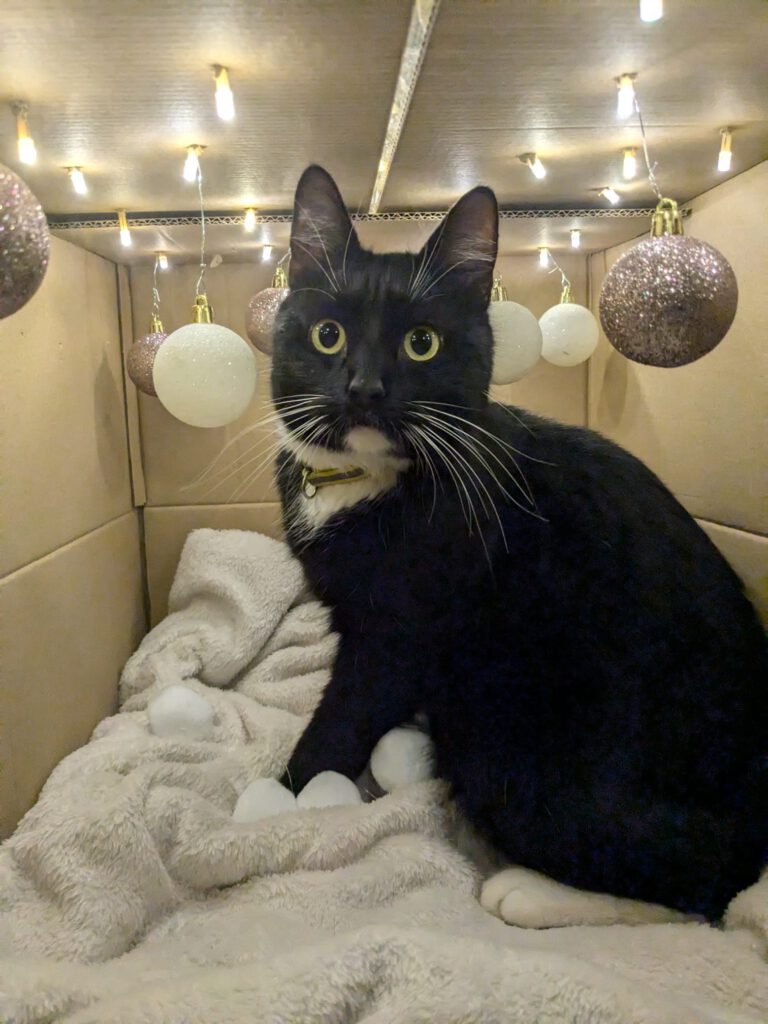 1 Kater 17094 Pragsdorf vermisst!