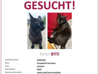 Kater BITE vermisst in 17237! Kater BITE vermisst in 17237!