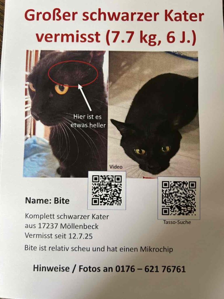 Kater BITE vermisst in 17237!