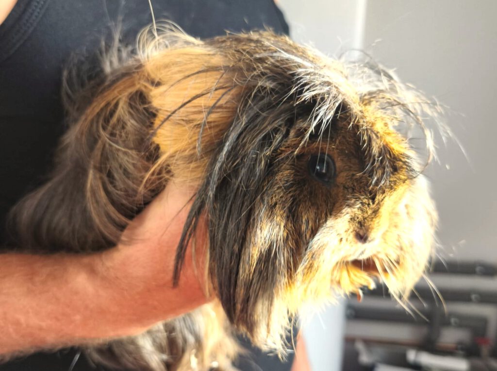 Vermittlungshilfe Meerschweinchen PLZ 17099