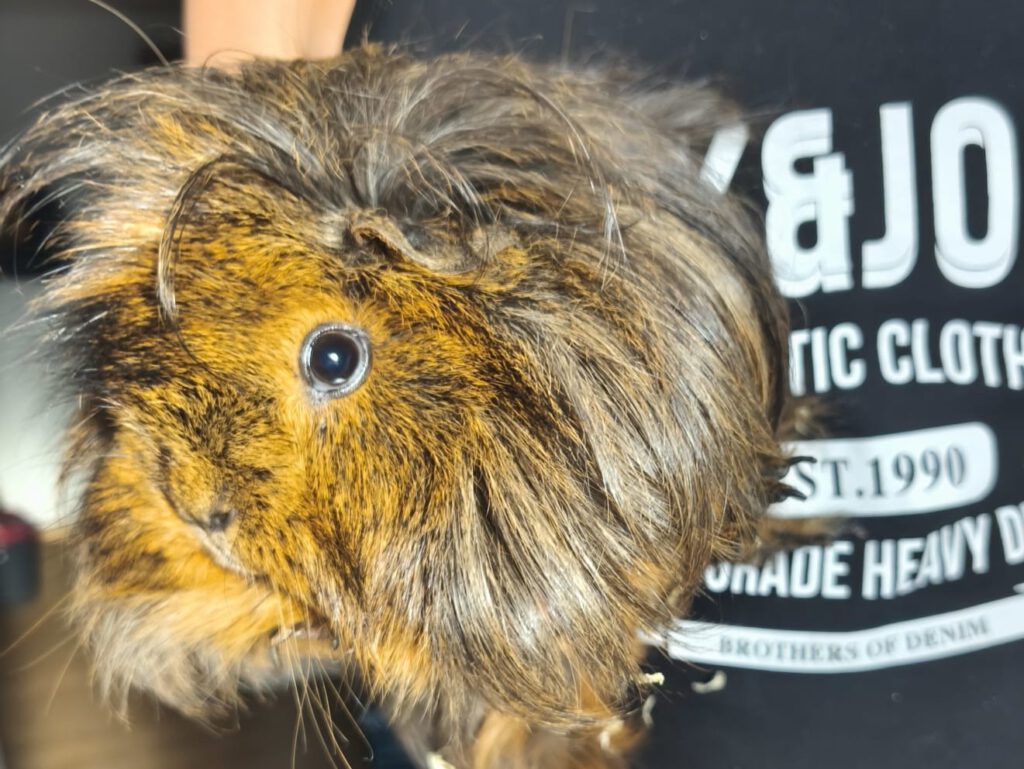 Vermittlungshilfe Meerschweinchen PLZ 17099