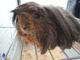 Vermittlungshilfe Meerschweinchen PLZ 17099