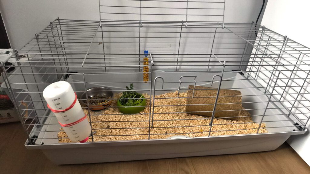 Vermittlungshilfe Meerschweinchen PLZ 17099