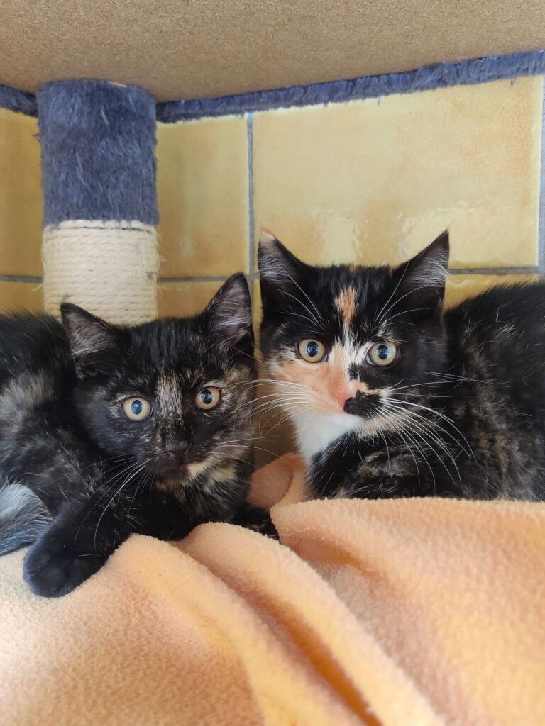Amy & Ayla (Aurora PROBE)