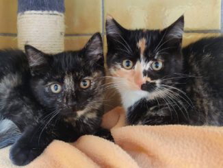 Amy, Ayla & Aurora