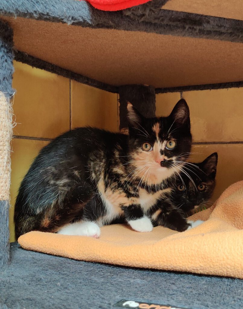 Amy & Ayla (Aurora PROBE)