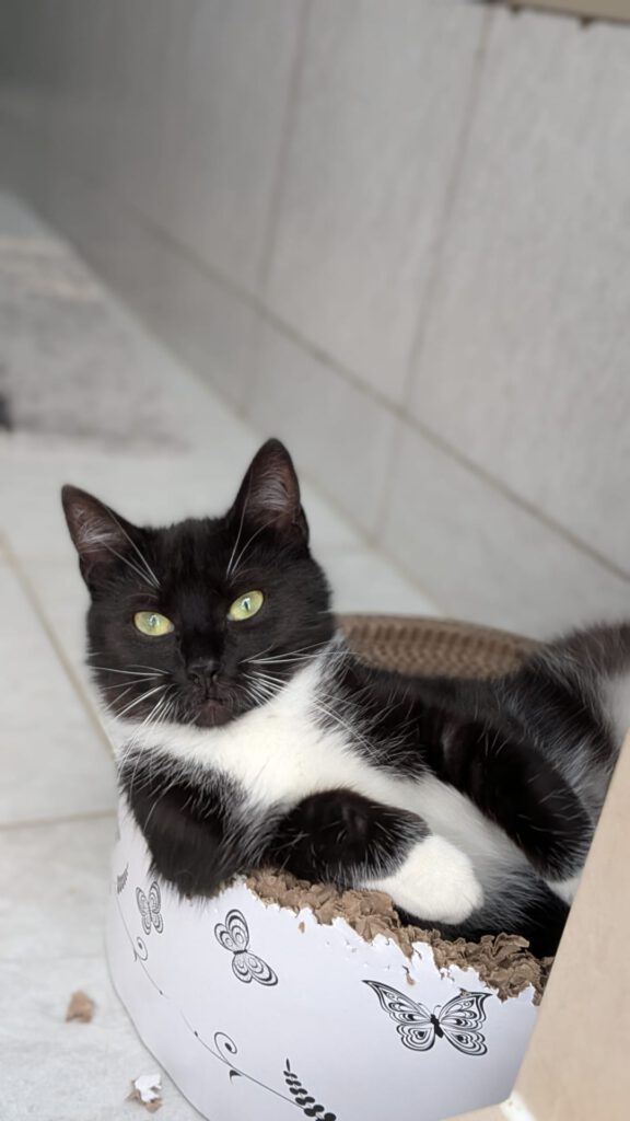 Ayla