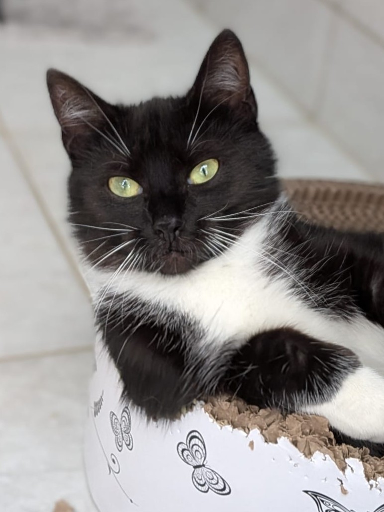 Alle unsere Katzen - Übersicht