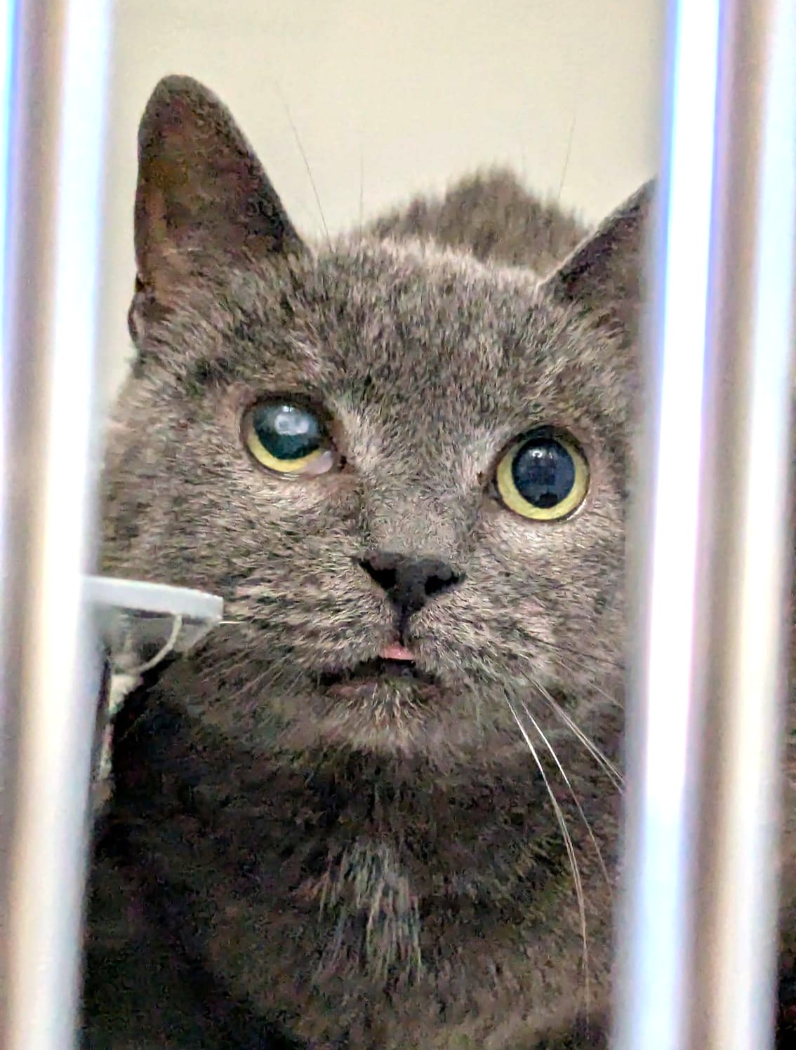 Alle unsere Katzen - Übersicht