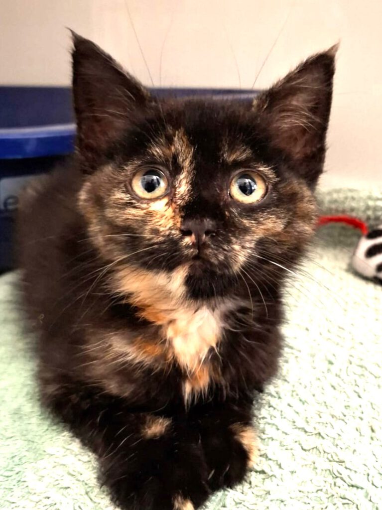 Alle unsere Katzen - Übersicht