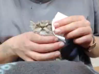 Hilfe - wir brauchen noch finanzielle Patenschaften 🙏🙏🙏🐾