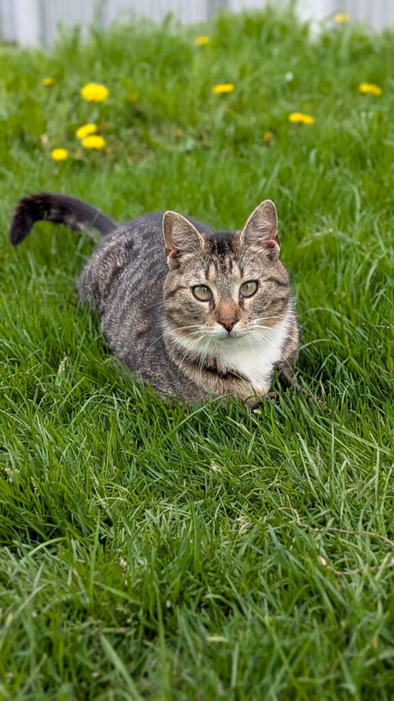 Gürkchen (Freigänger)