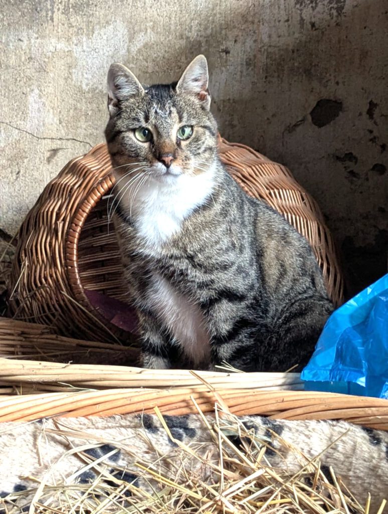 Gürkchen (Freigänger)