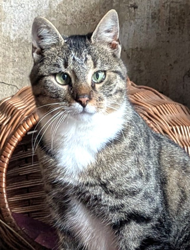 Alle unsere Katzen - Übersicht