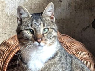 Gürkchen (Freigänger)