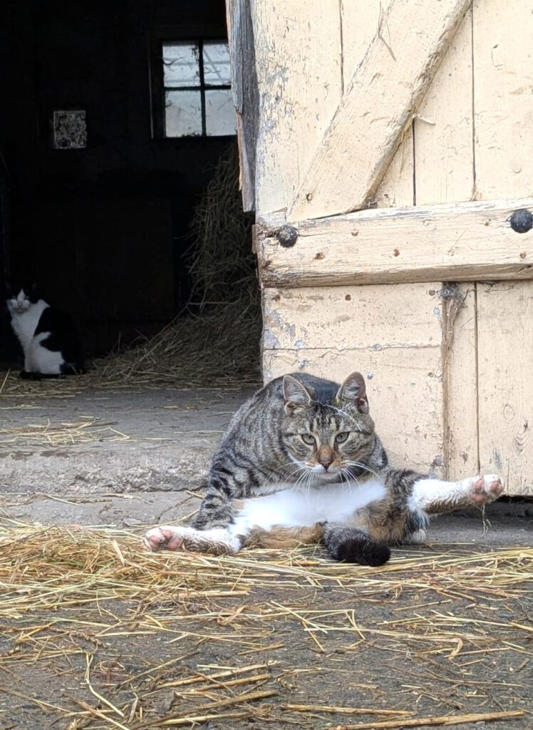 Gürkchen (Freigänger)