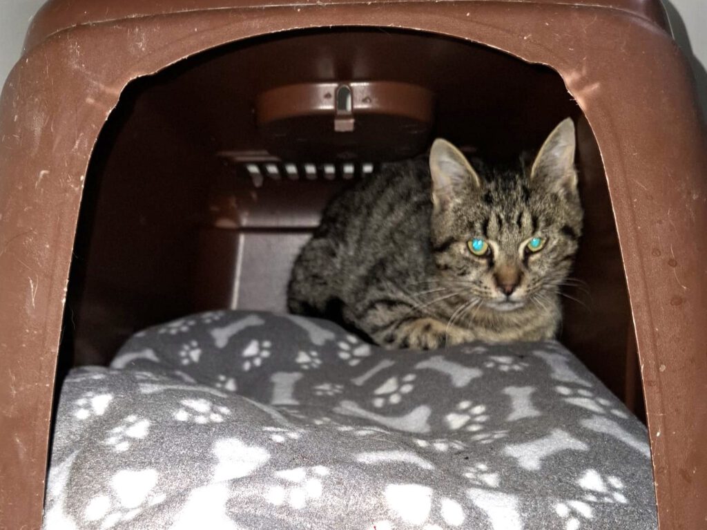 Krötchen, Klößchen, Knöpfchen & Karlchen