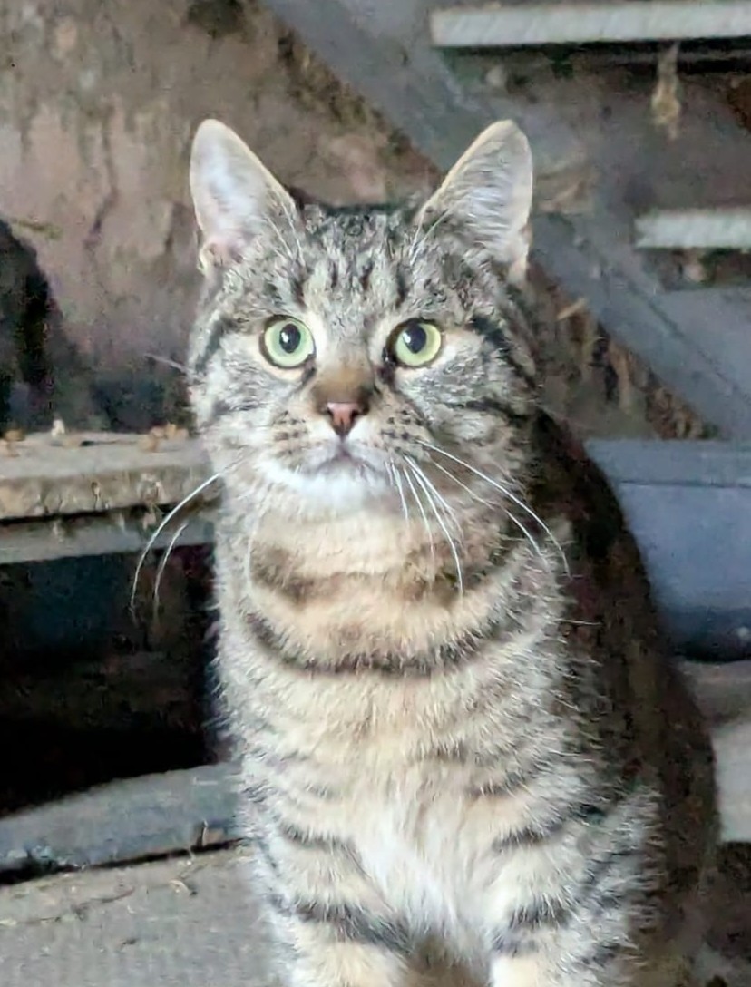 Alle unsere Katzen - Übersicht