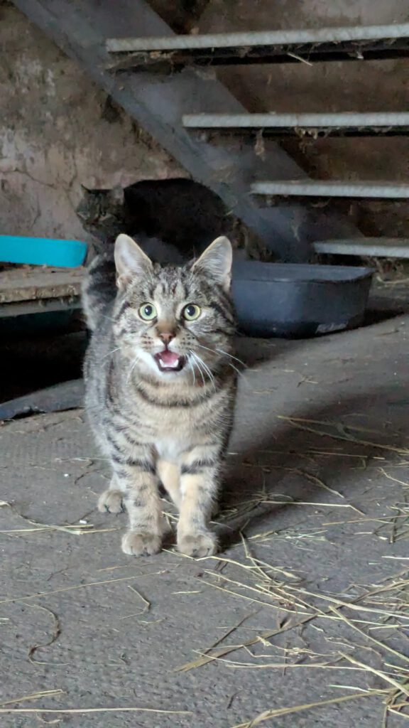 Karlchen (Freigänger)