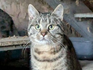 Karlchen (Freigänger)