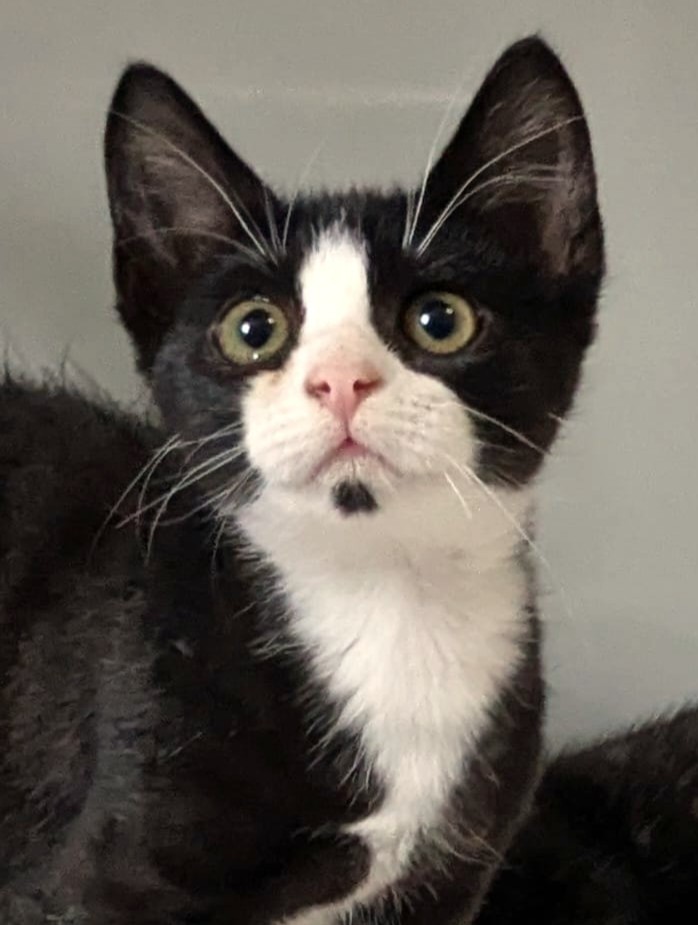 Alle unsere Katzen - Übersicht