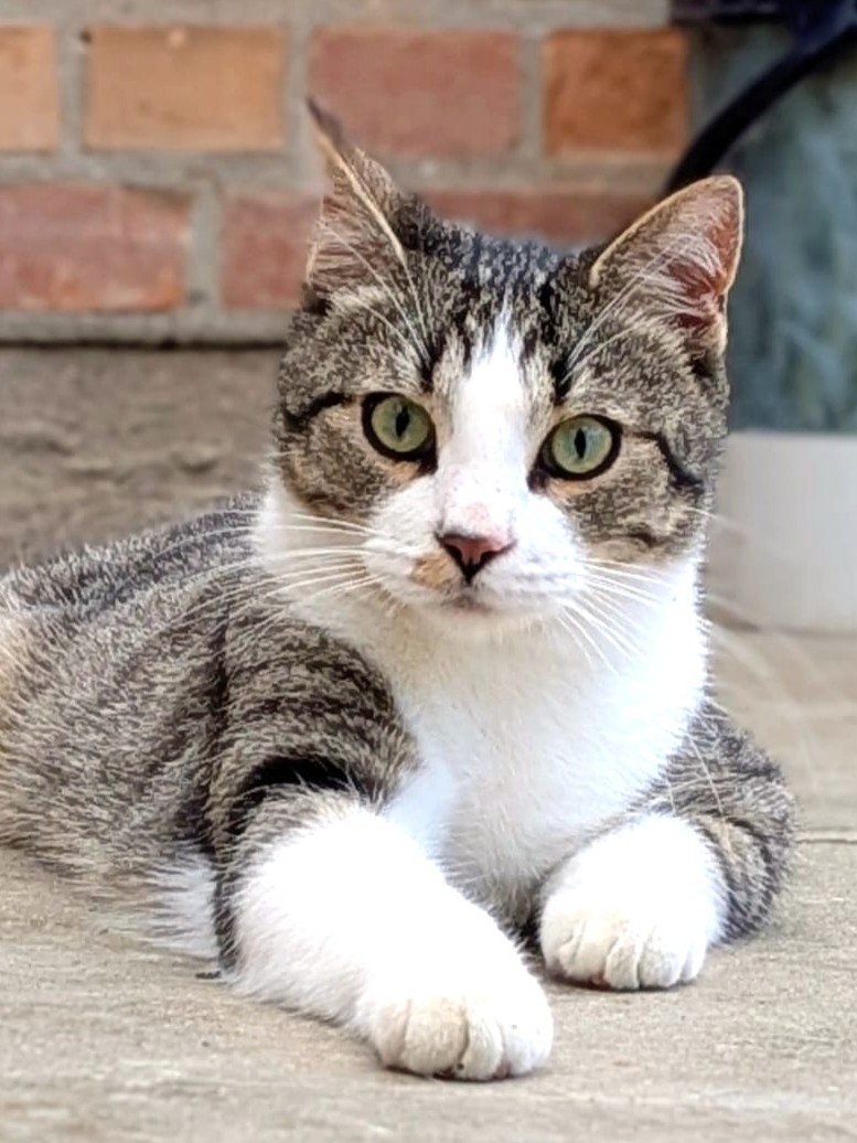 Alle unsere Katzen - Übersicht