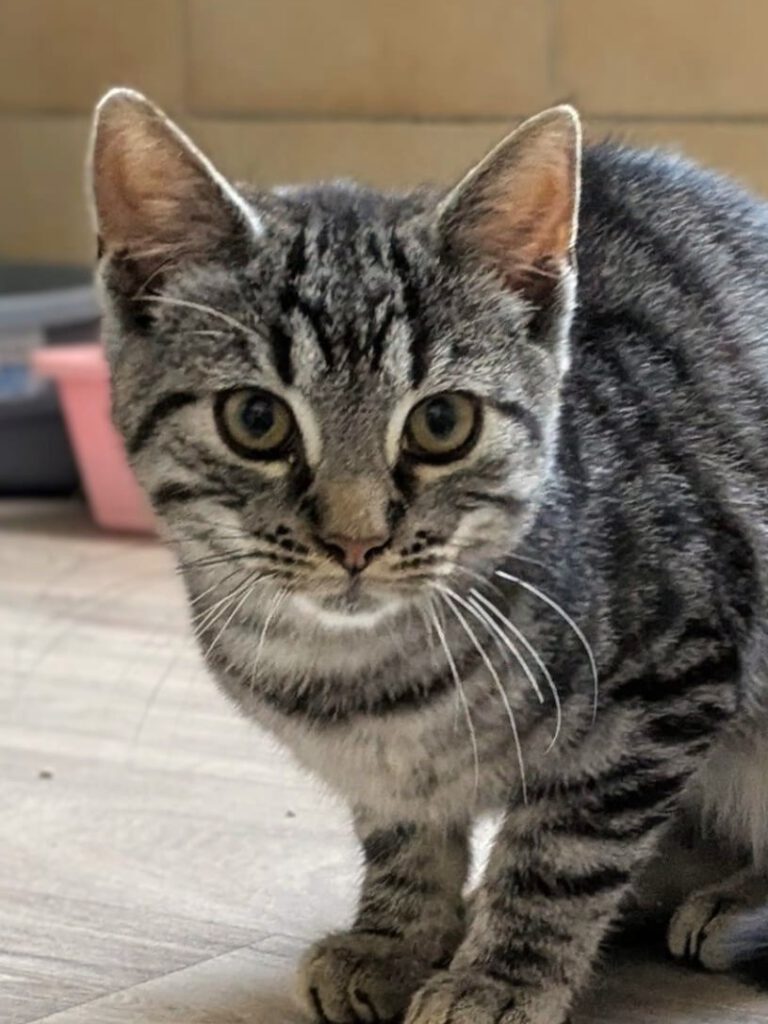 Alle unsere Katzen - Übersicht