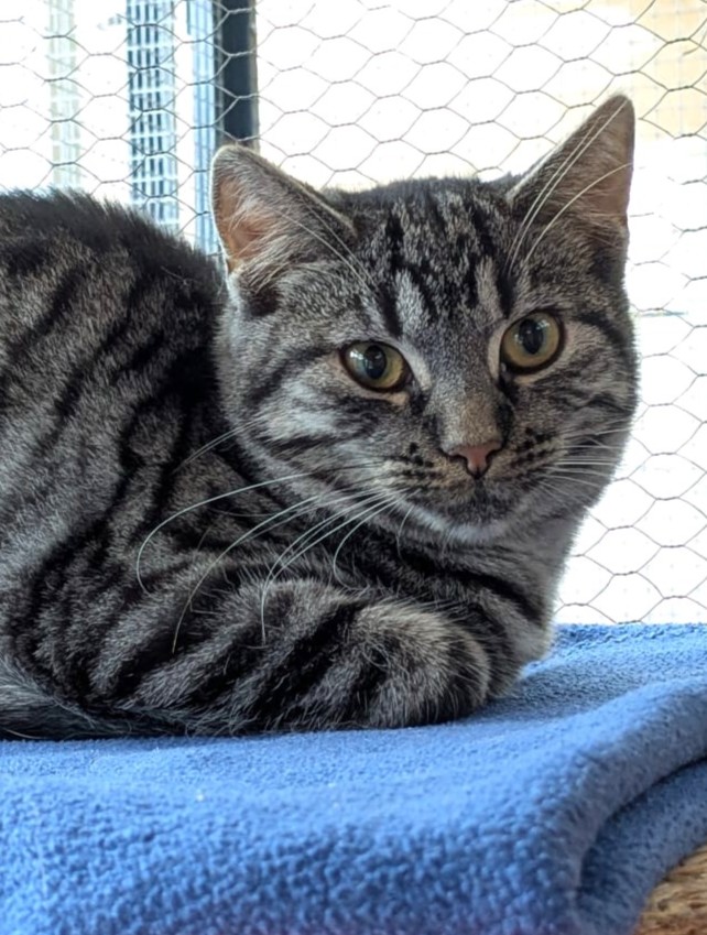 Alle unsere Katzen - Übersicht