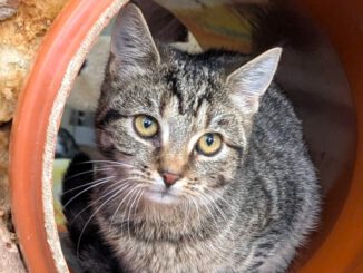 Owen & Oxana (Ophelia PROBE)