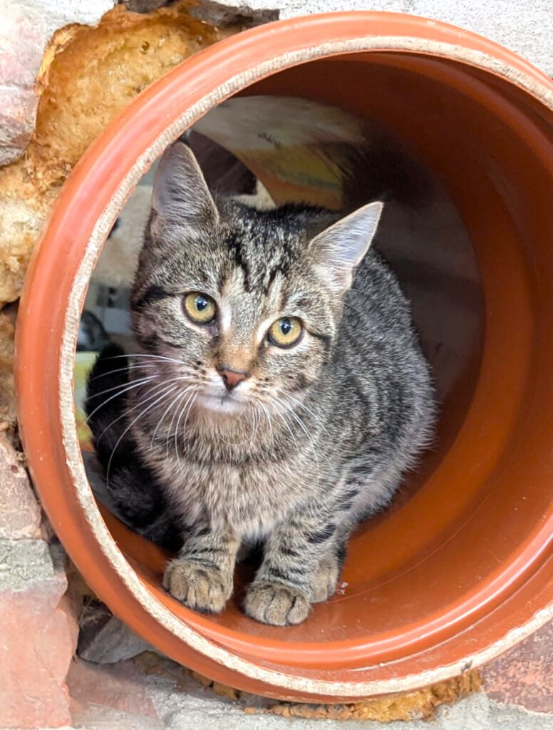 Owen & Oxana (Ophelia PROBE)