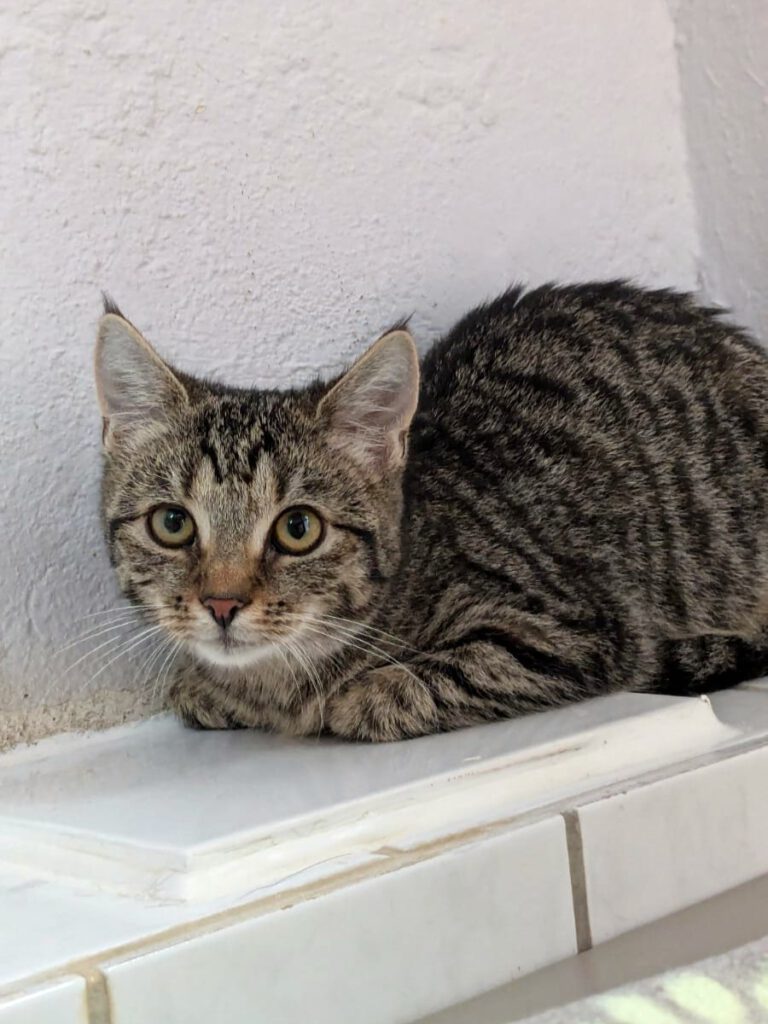 Owen & Oxana (Ophelia PROBE)