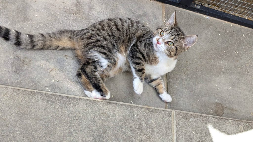 Owen & Oxana (Ophelia PROBE)