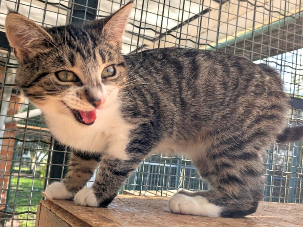 Owen & Oxana (Ophelia PROBE)