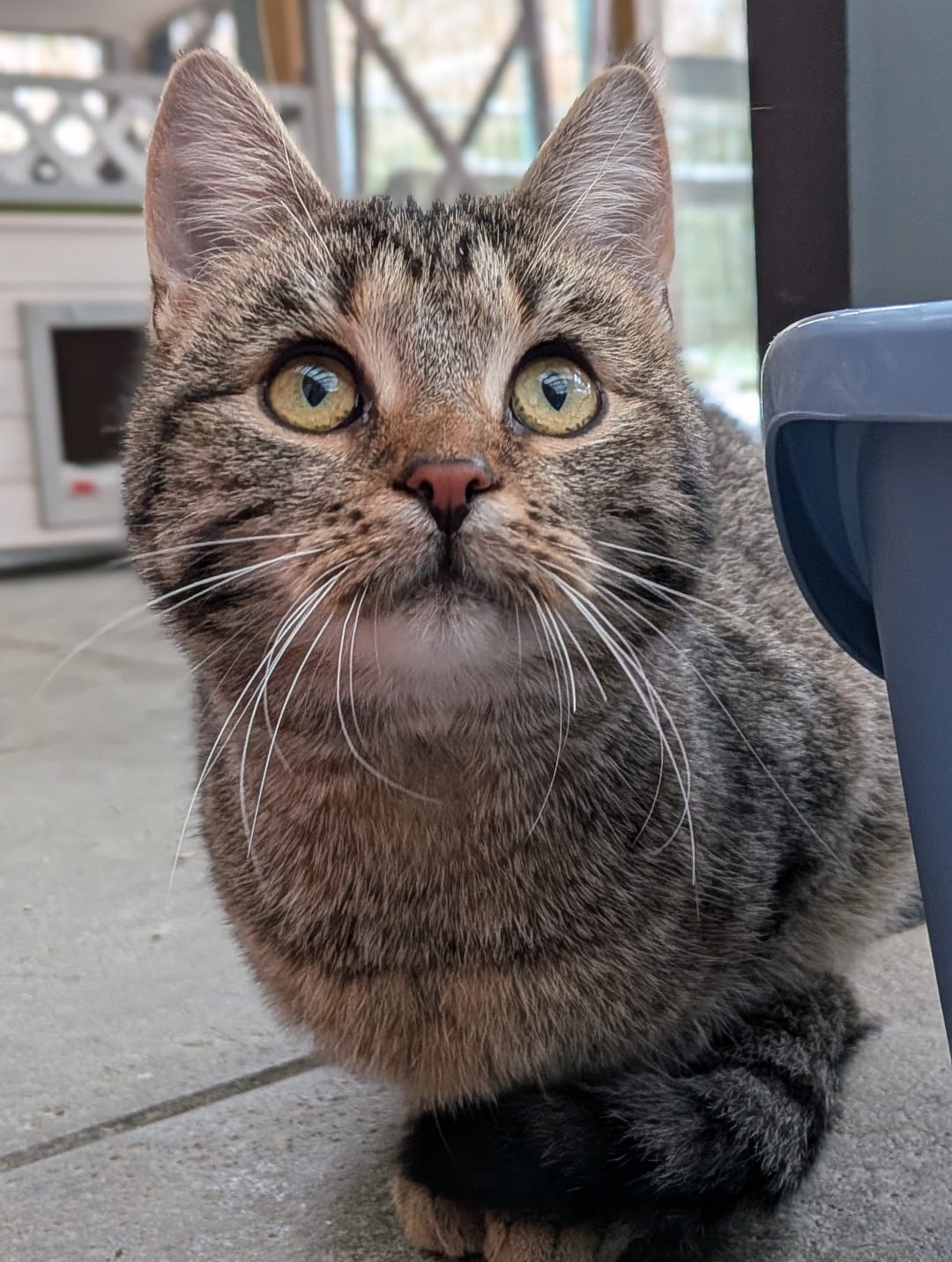 Alle unsere Katzen - Übersicht