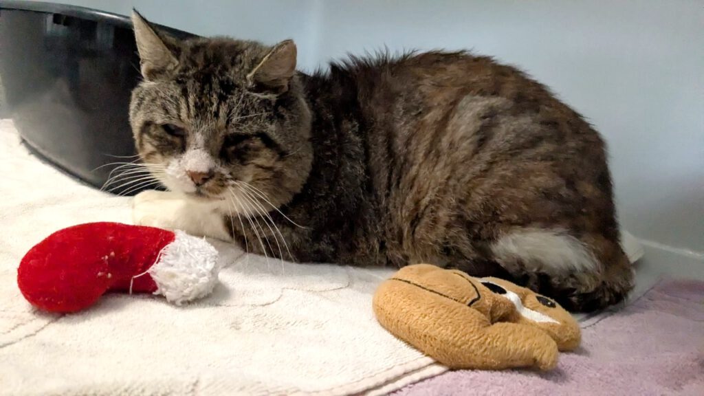 Notfall-Opi Reese braucht Einzelplatz!