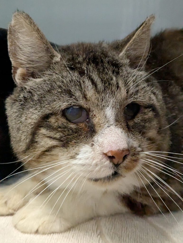 Notfall-Opi Reese braucht Einzelplatz!