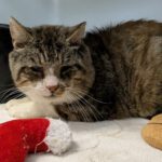 Notfall-Opi Reese braucht Einzelplatz!