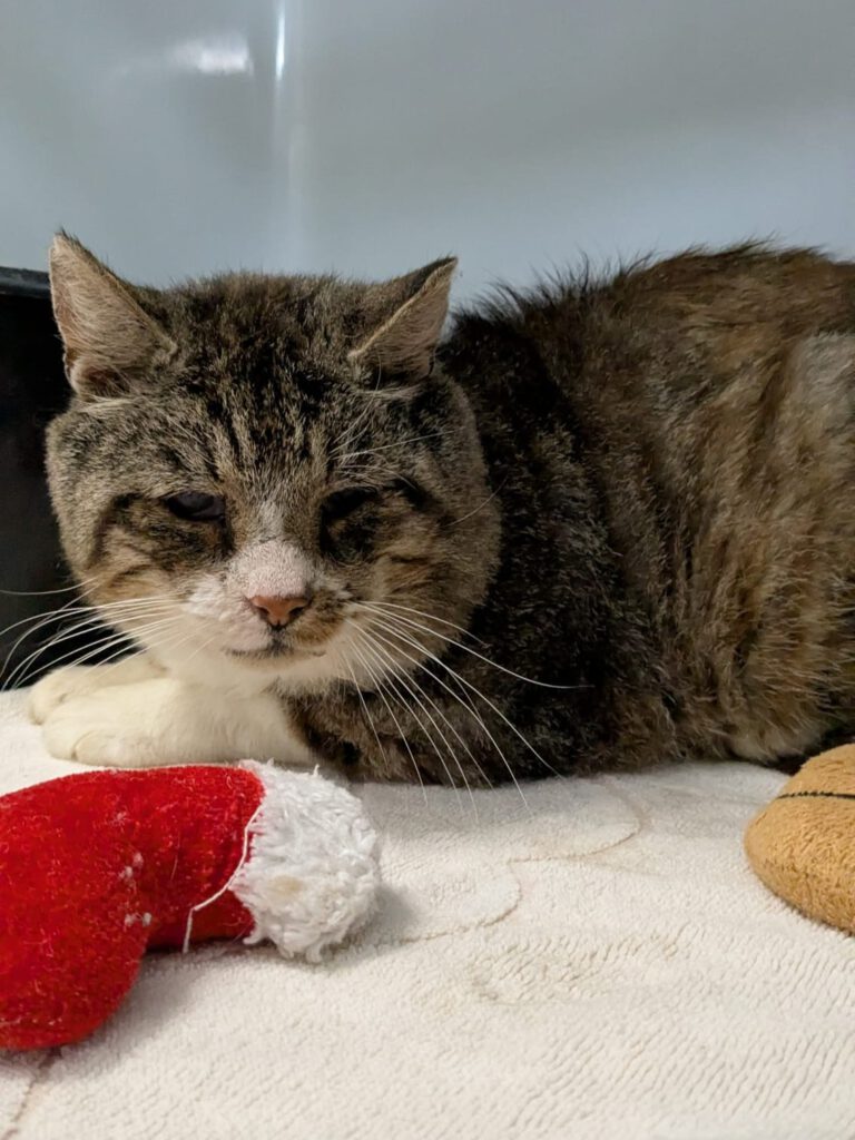 Alle unsere Katzen - Übersicht