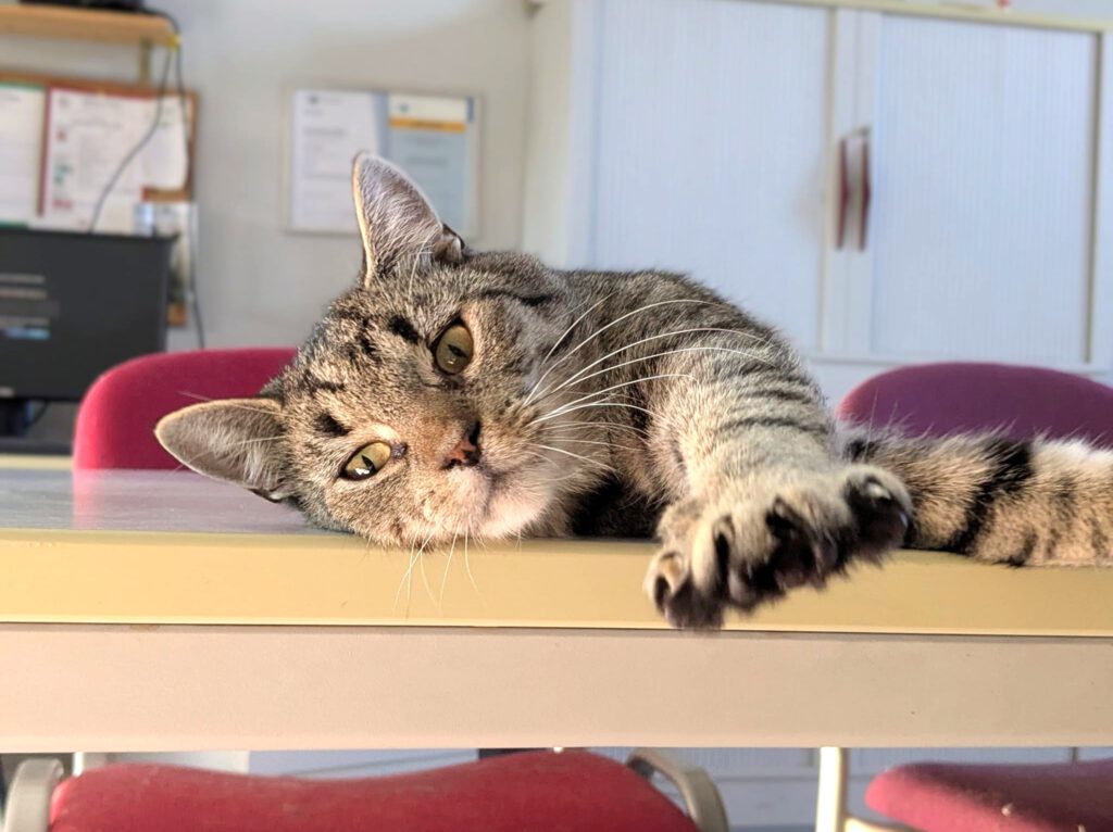 Rübe