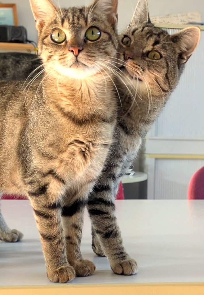 Rübe