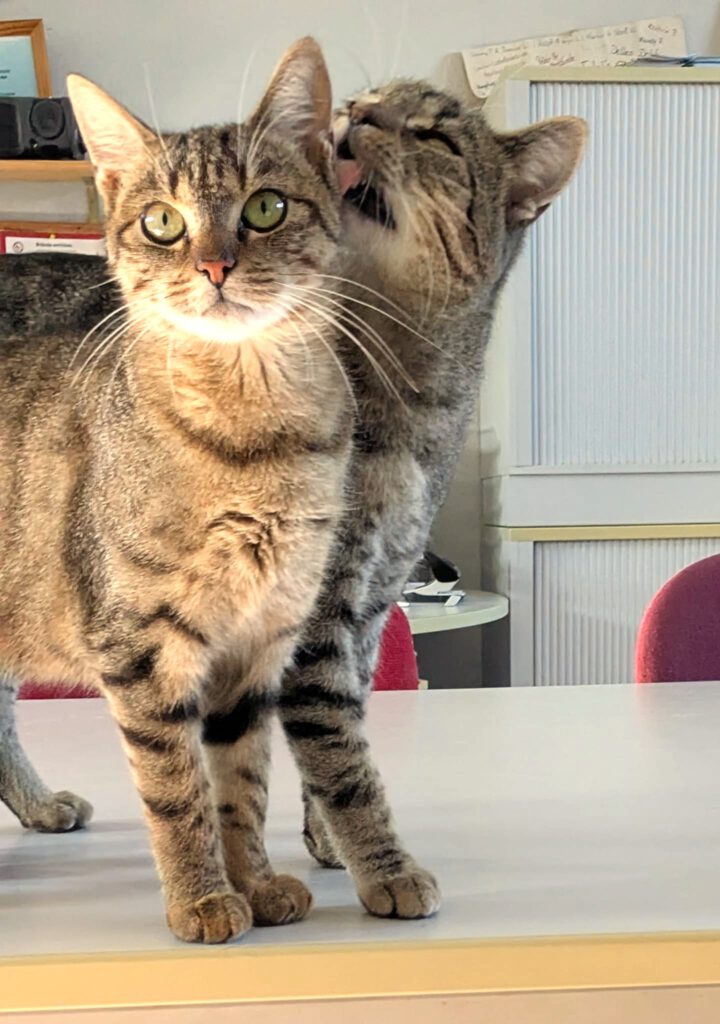 Rübe