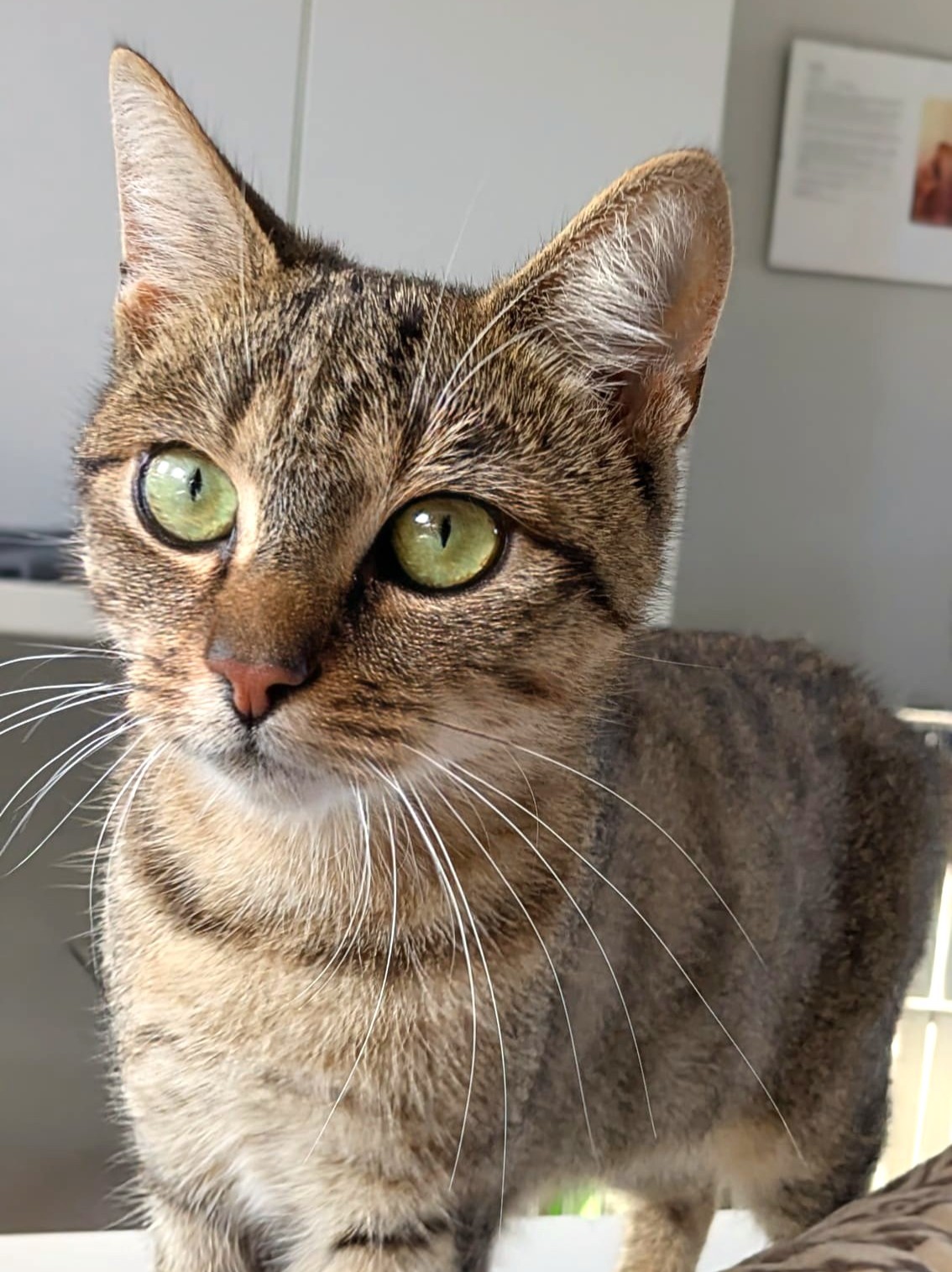 Alle unsere Katzen - Übersicht