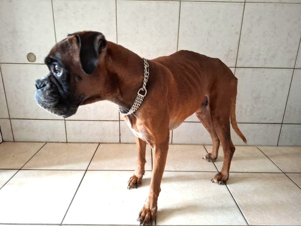 Bam Bam sucht (s)ein Zuhause!!!